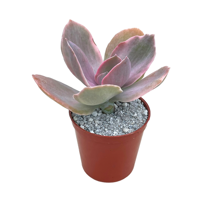 Echeveria 'Decora'