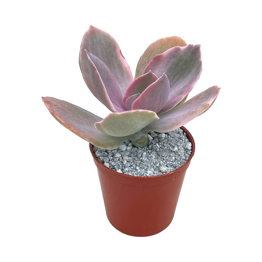 Echeveria 'Decora'