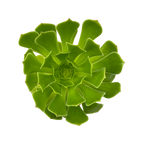 Aeonium arboreum