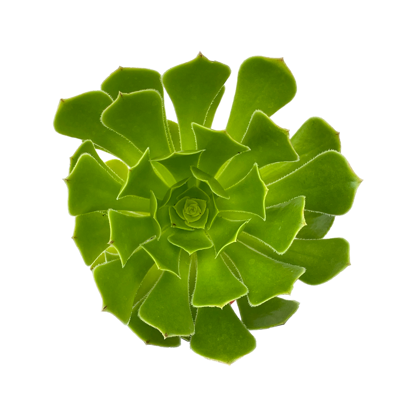 Aeonium arboreum