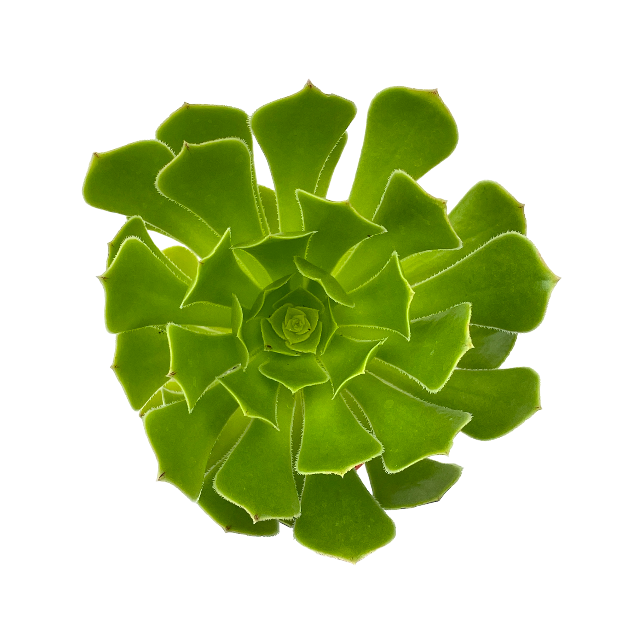 Aeonium arboreum