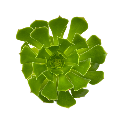 Aeonium arboreum