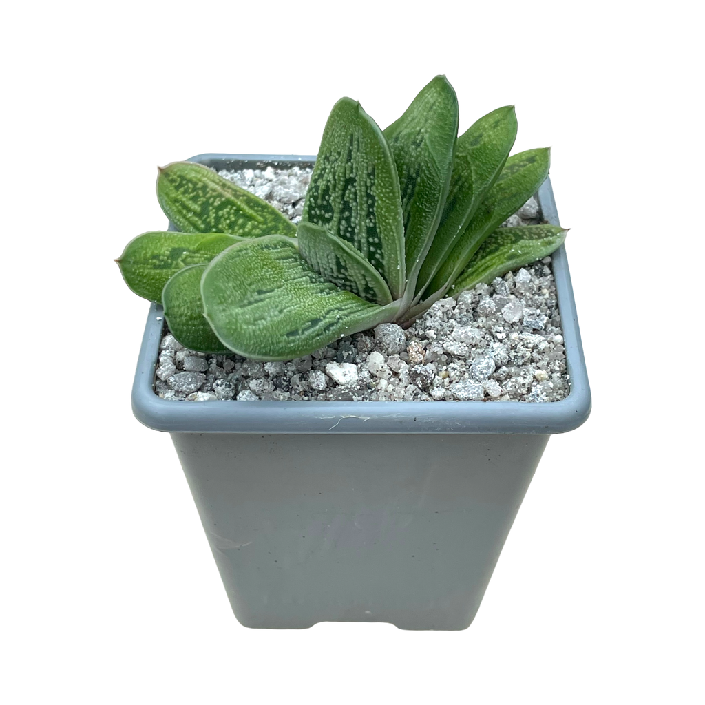 Gasteria 'Lime Warty'