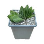 Gasteria 'Lime Warty'