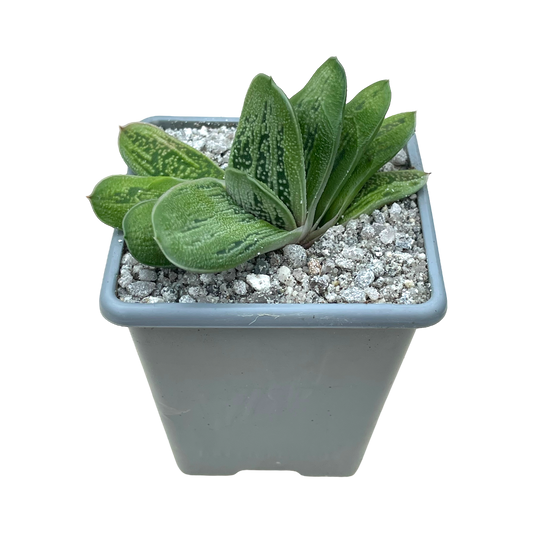 Gasteria ‘Lime Warty’