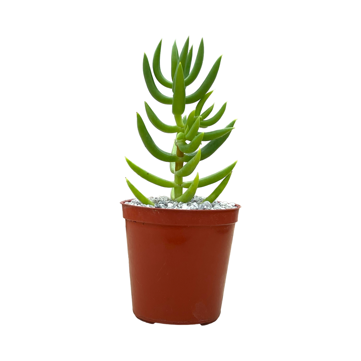 Crassula tetragona