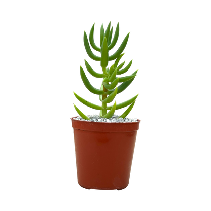 Crassula tetragona