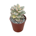 Graptopetalum paraguayense ssp. bernalense variegata