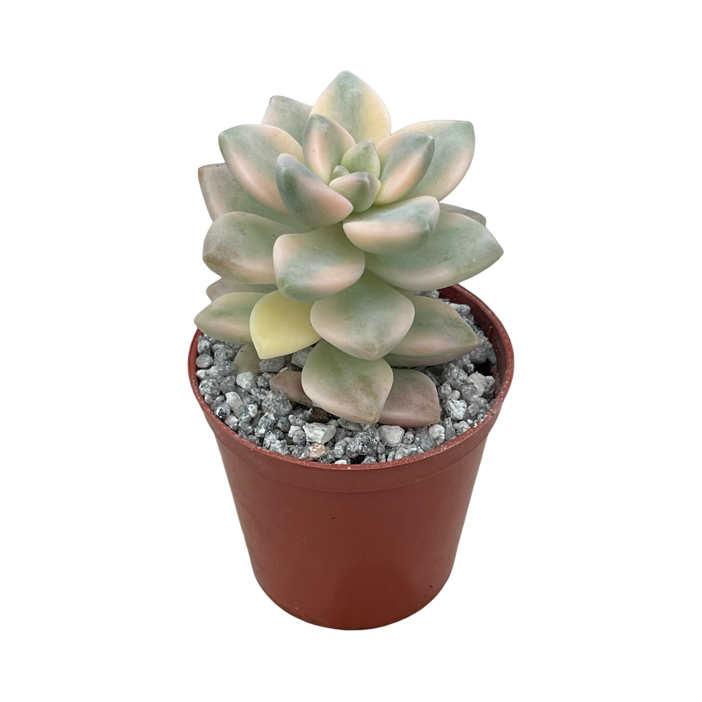 x Graptoveria 'Titubans' f. variegata