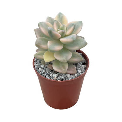 x Graptoveria 'Titubans' f. variegata