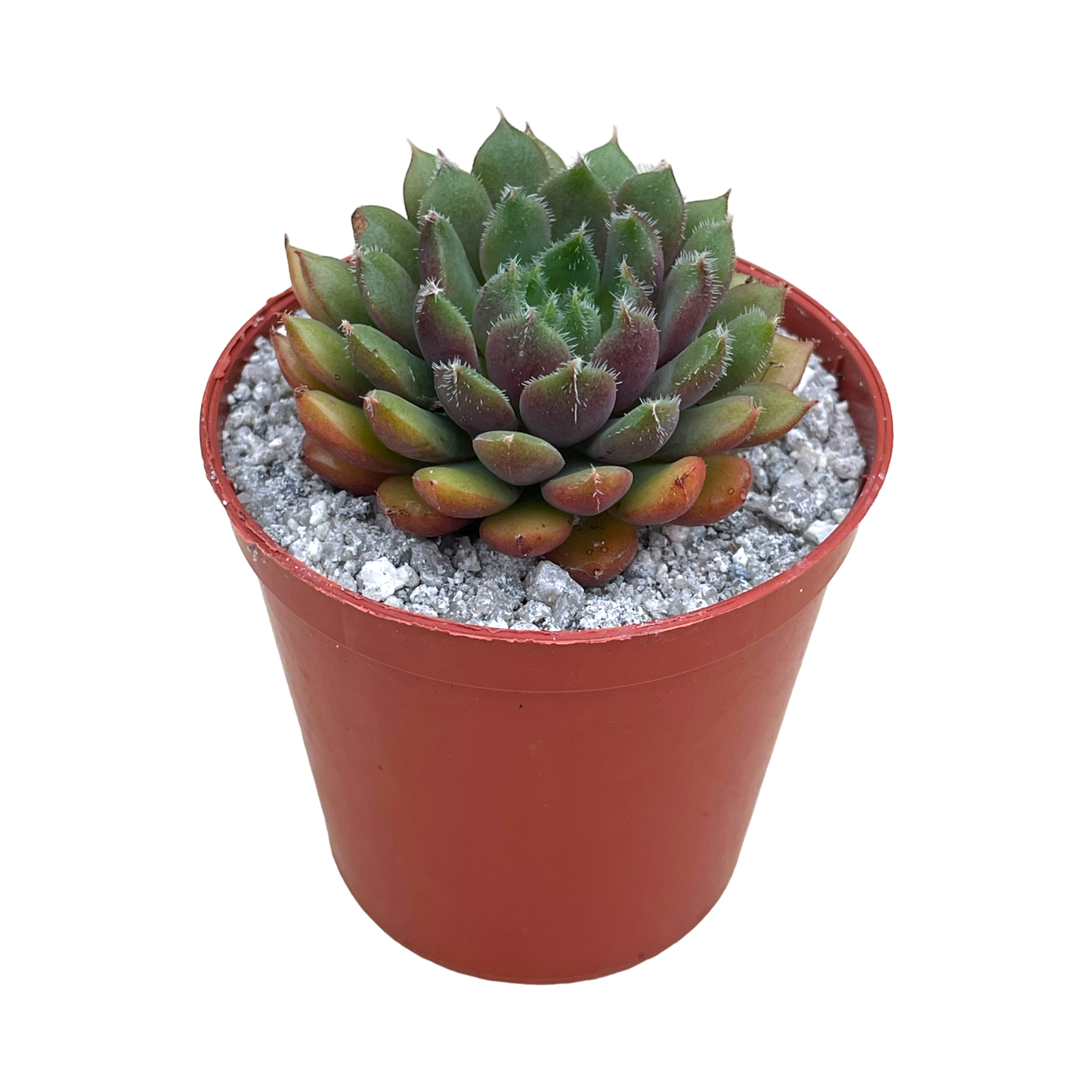 Echeveria 'Scorpio'