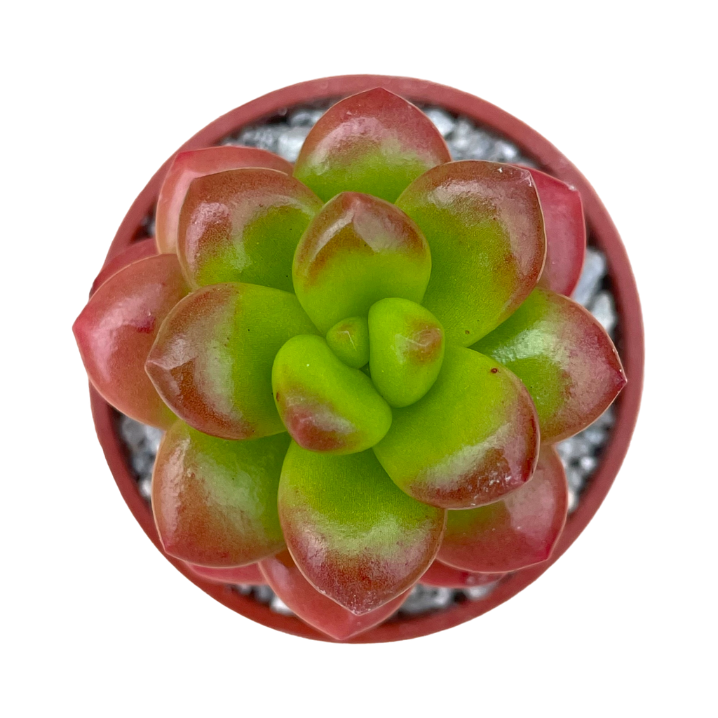 Sedum lucidum 'Obesum'