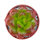 Sedum lucidum 'Obesum'