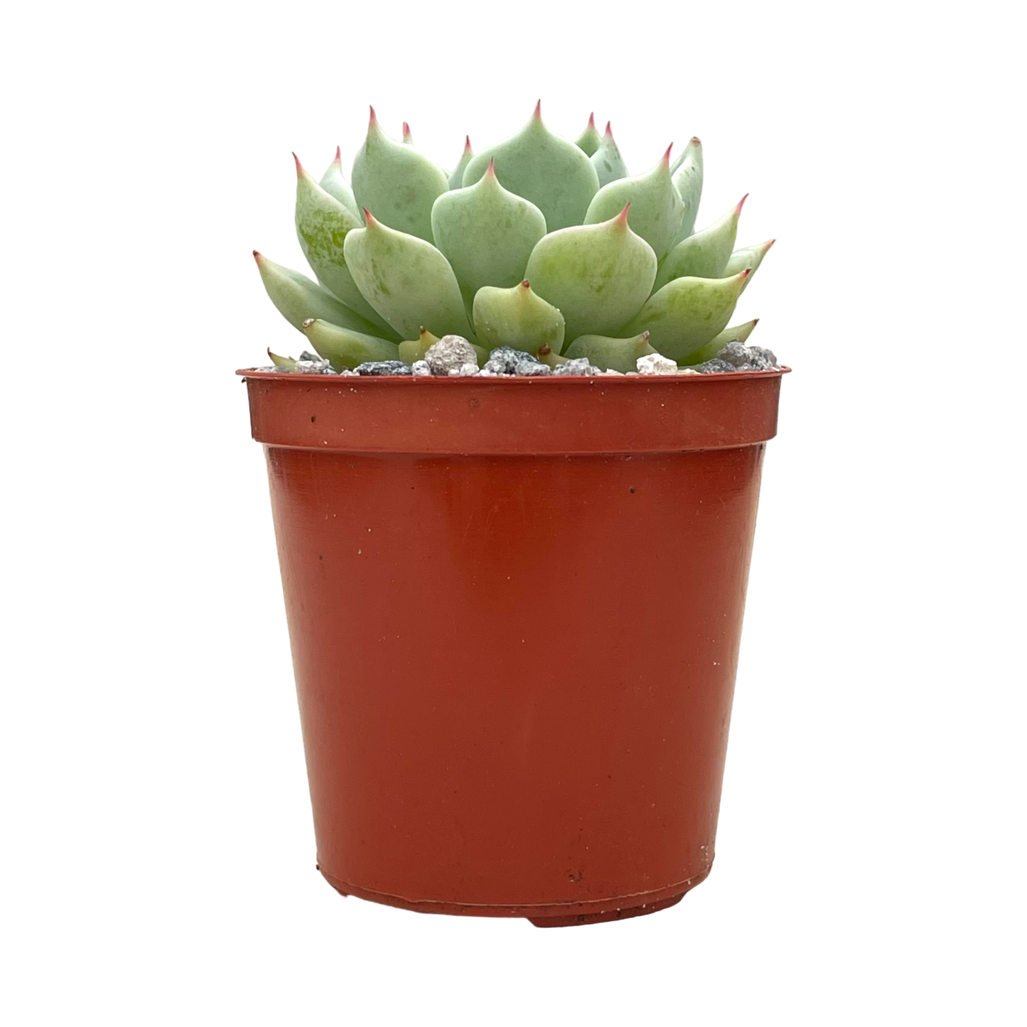 Echeveria mexicensis