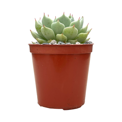 Echeveria mexicensis