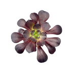 Aeonium 'Plum Purdy'