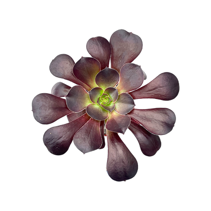 Aeonium 'Plum Purdy'