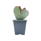 Cotyledon orbiculata 'Red Necklace'