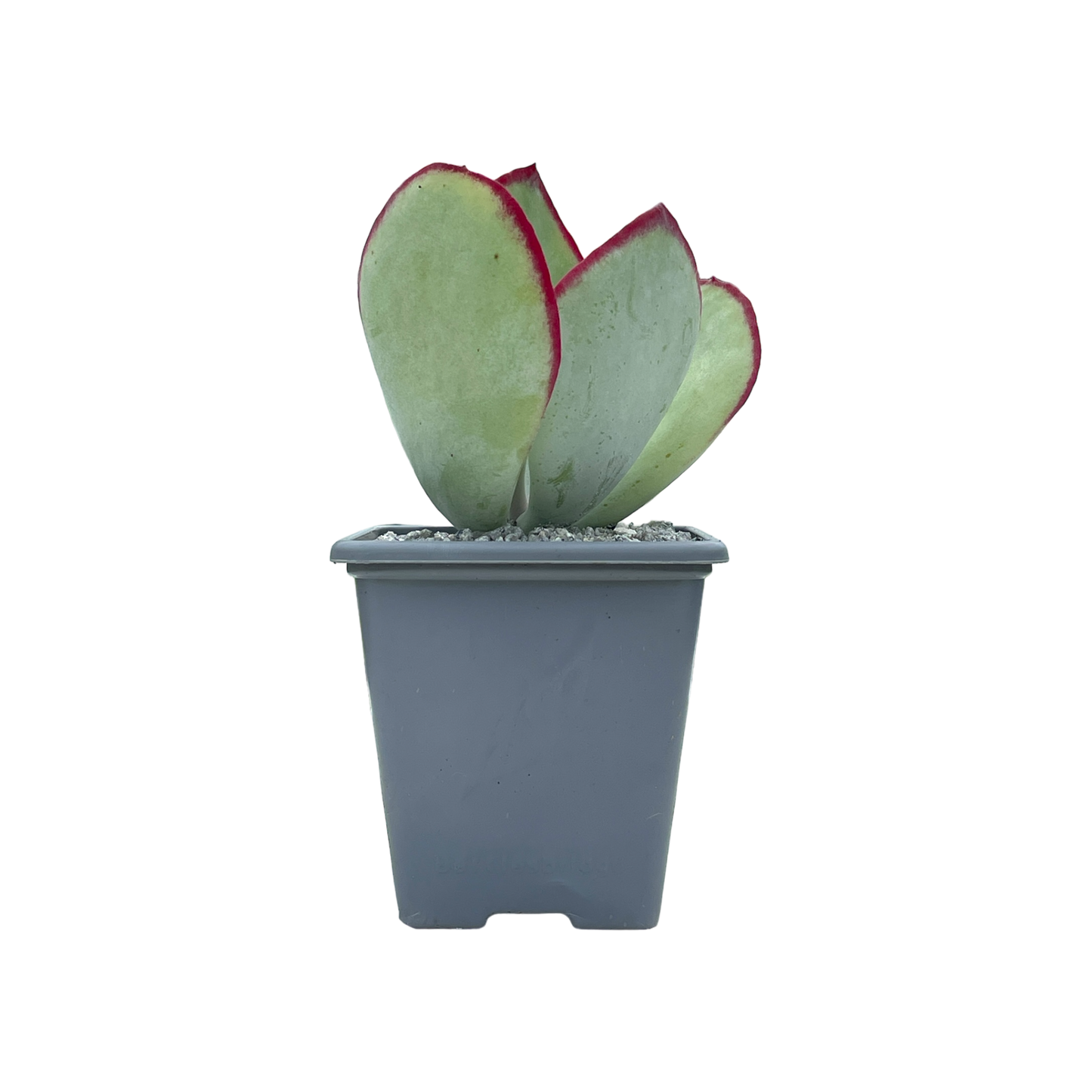 Cotyledon orbiculata 'Red Necklace'