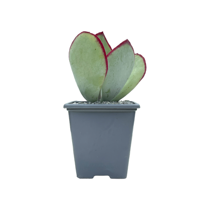 Cotyledon orbiculata 'Red Necklace'