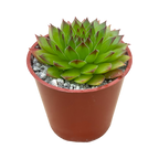 Sempervivum 'Hart'