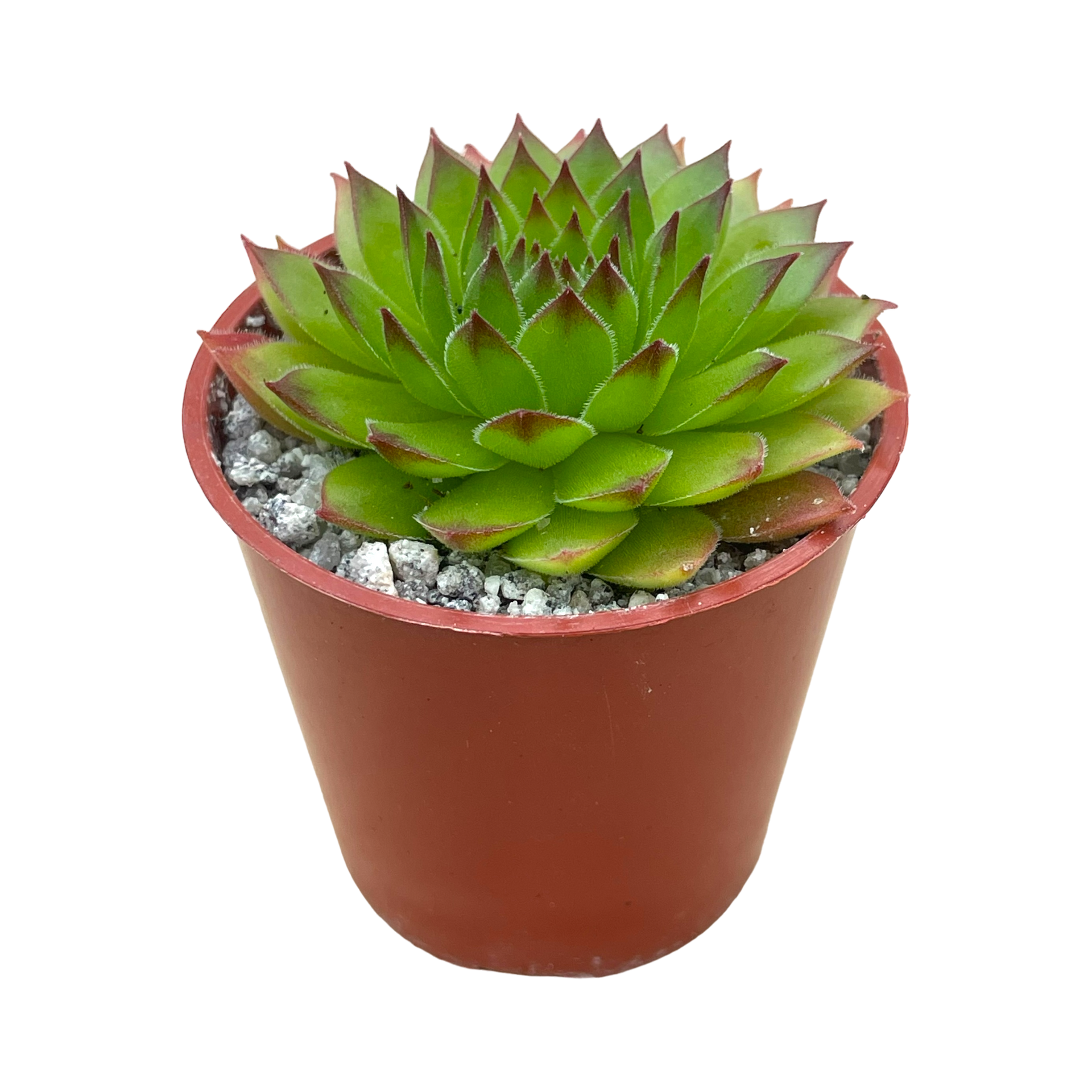 センペルビウム 'ハート' – Surreal Succulents