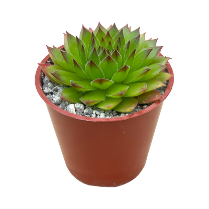 Sempervivum 'Hart'