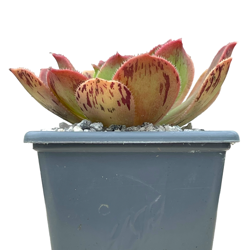 Aeonium calderense