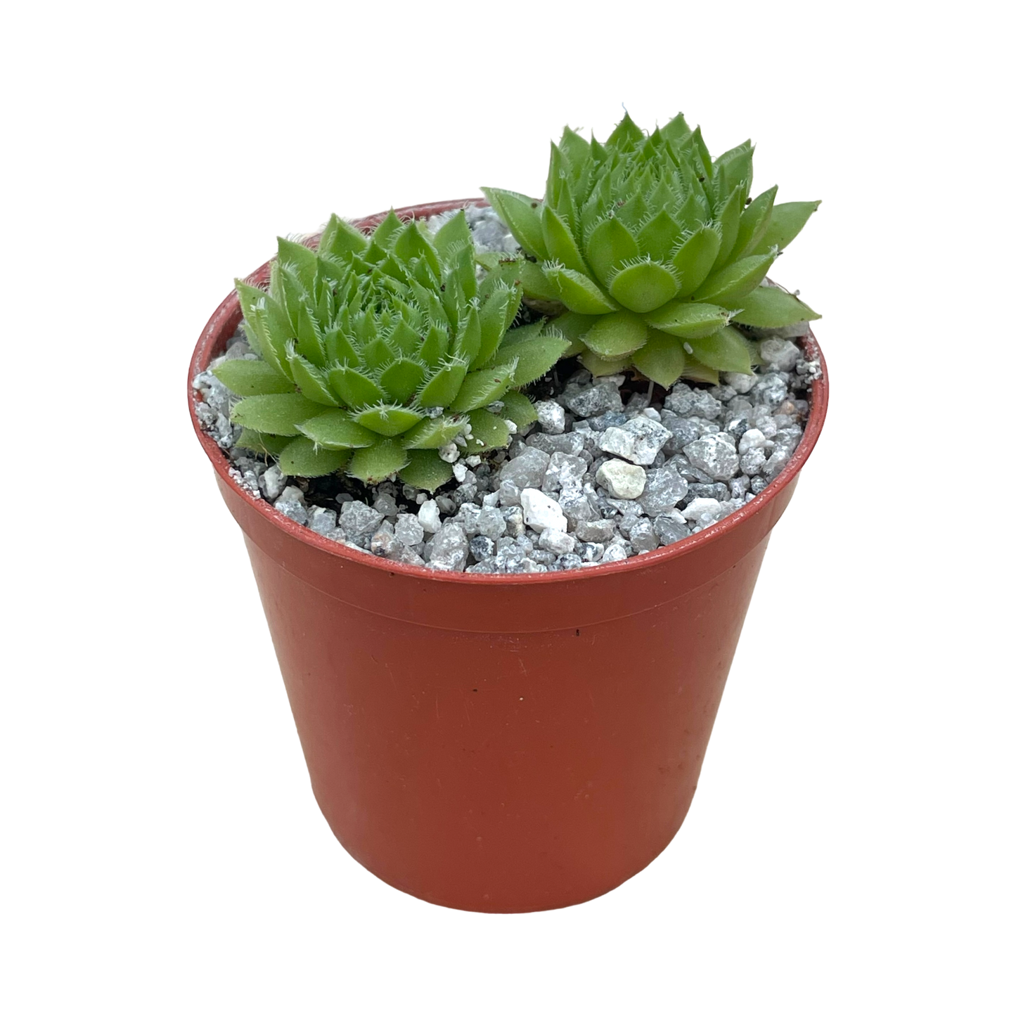 Sempervivum ingwersenii