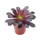 Aeonium 'Merry Maiden'