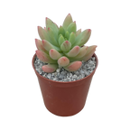 x Sedeveria 'Yellow Humbert'