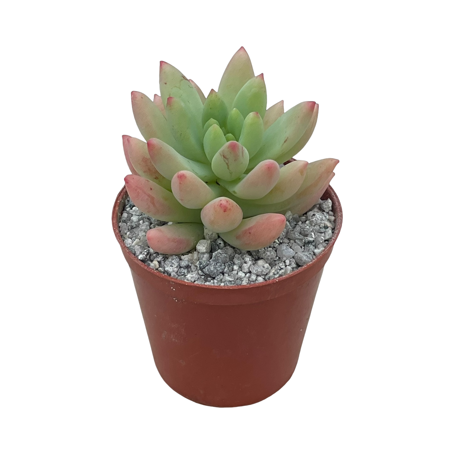 x Sedeveria 'Yellow Humbert'