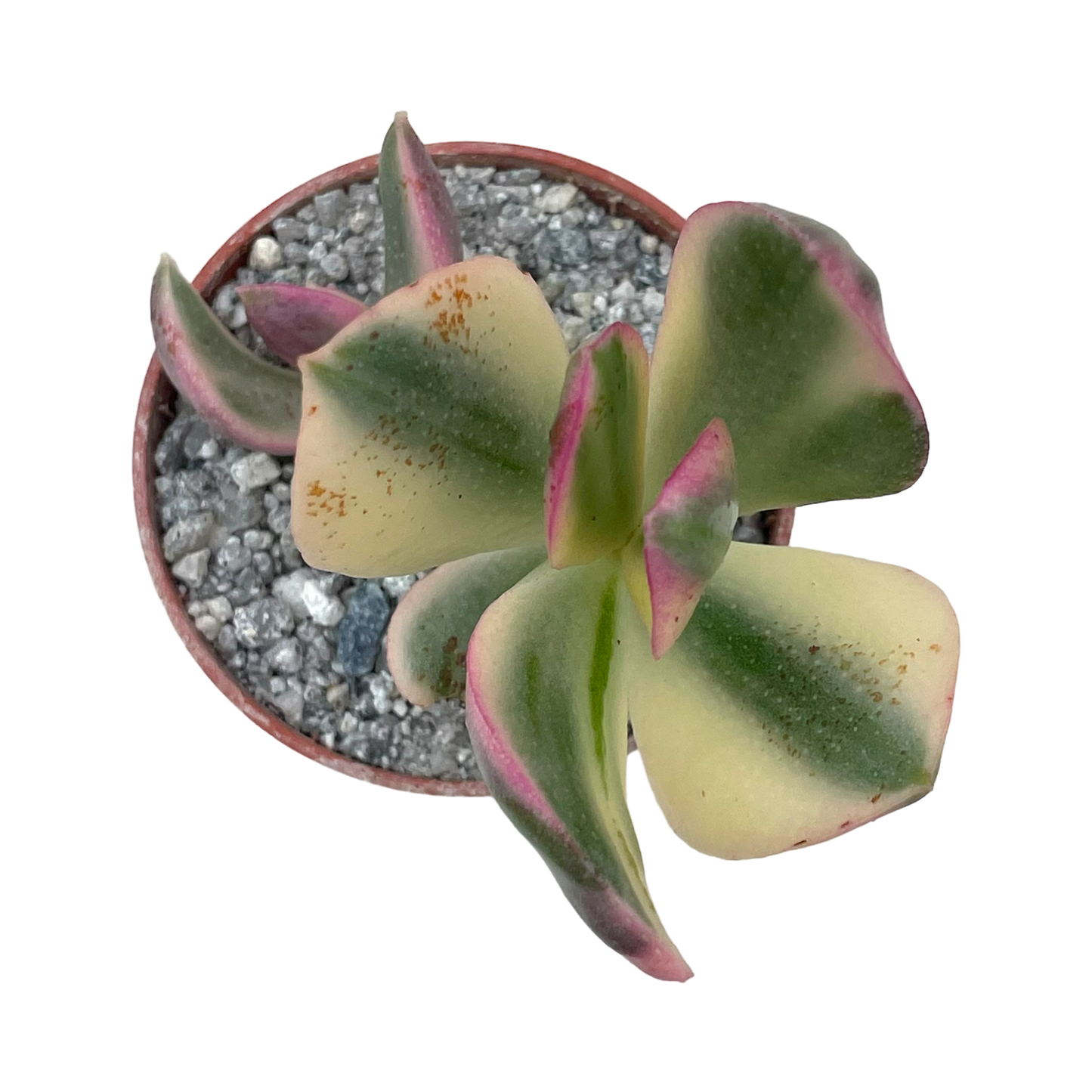 Crassula ovata variegata