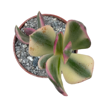 Crassula ovata variegata