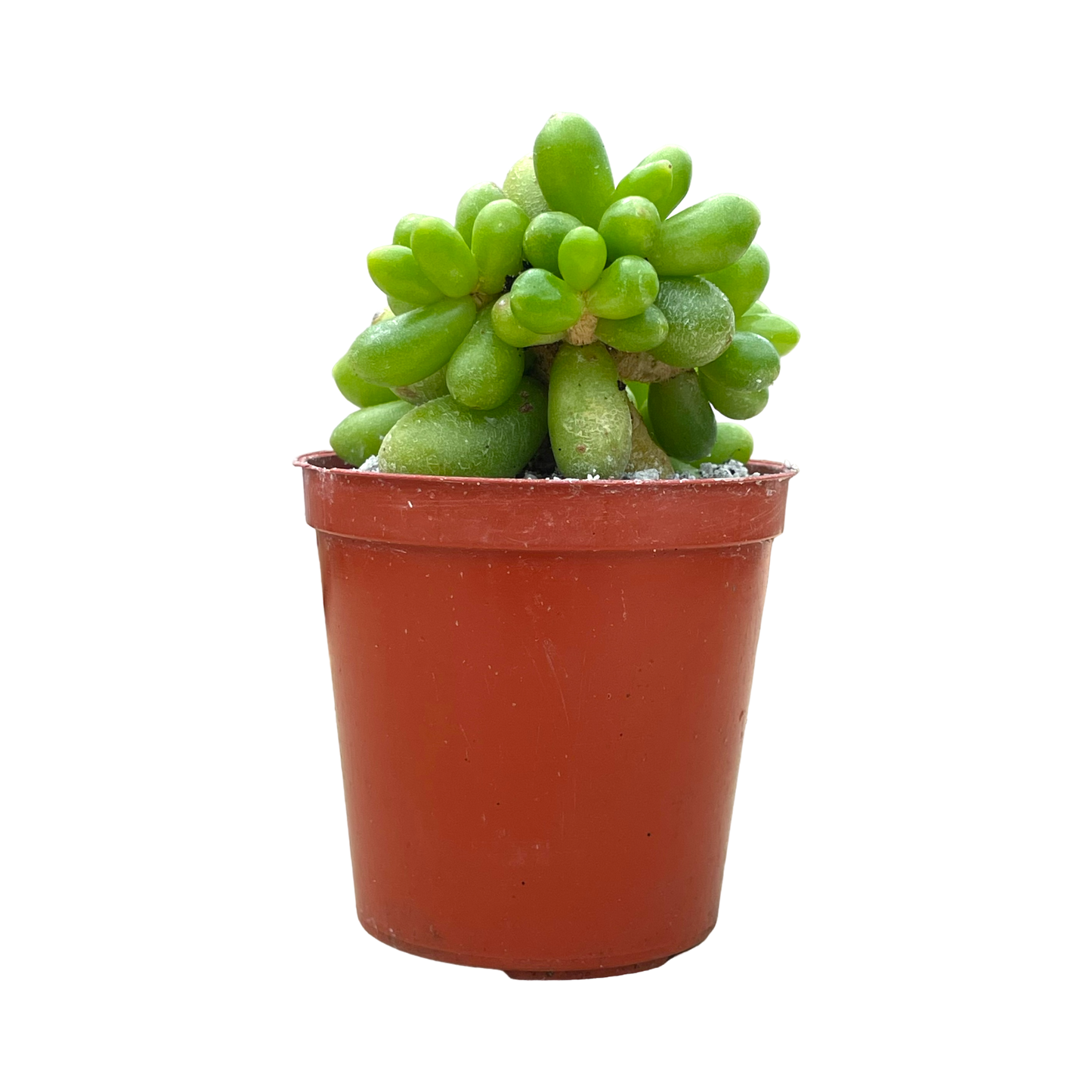 Sedum hernandezii