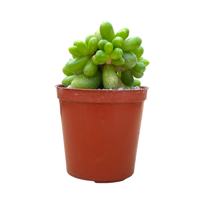 Sedum hernandezii