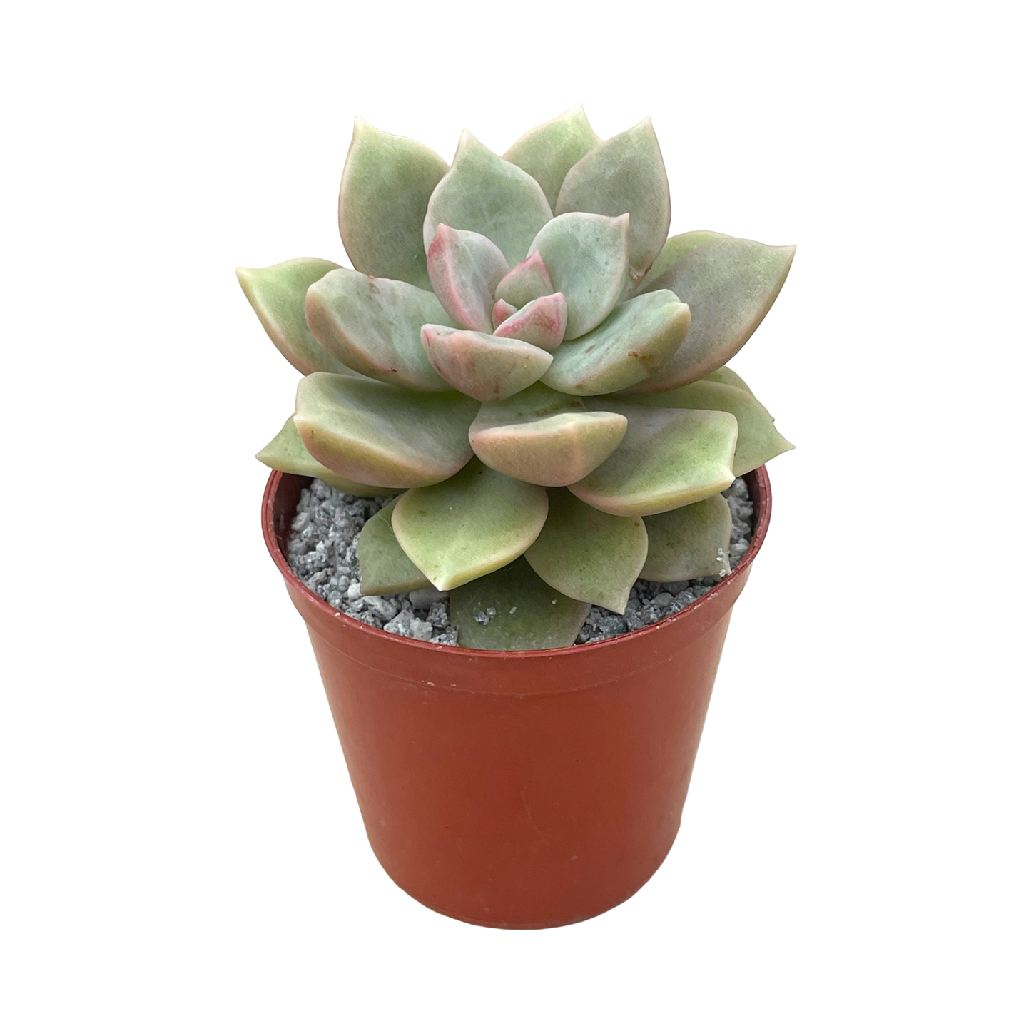 Graptopetalum 'Caribbean Sky'