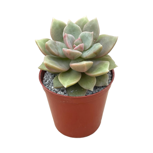 Graptopetalum 'Caribbean Sky'