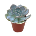 Echeveria 'Canada'