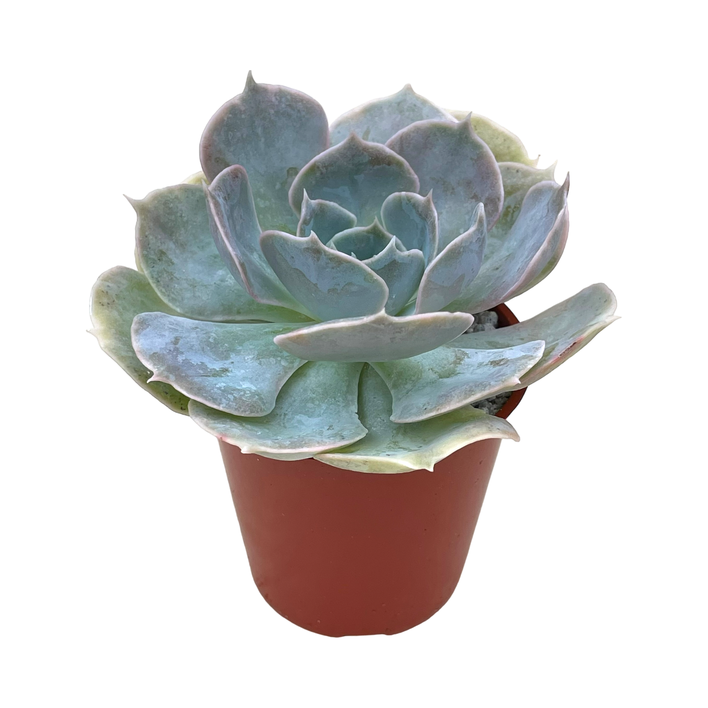 Echeveria 'Canada'