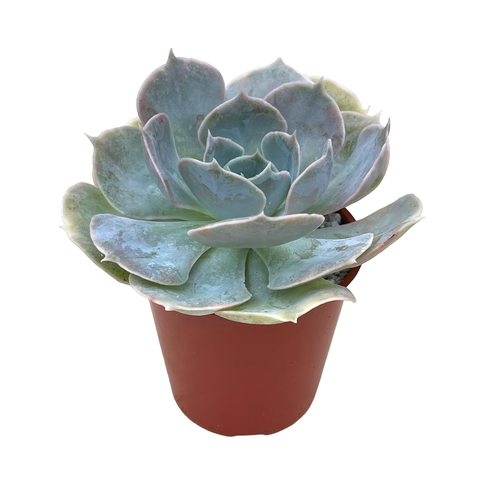 Echeveria 'Canada'