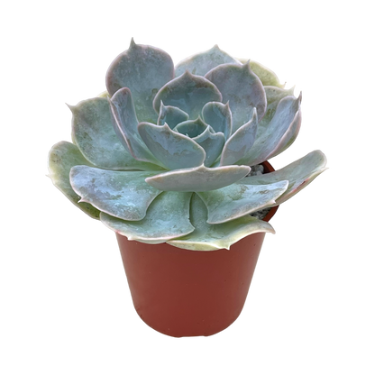 Echeveria 'Canada'