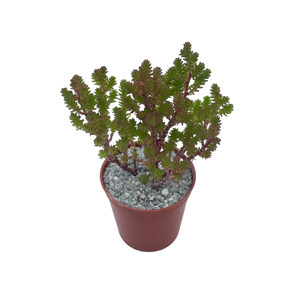 Sedum moranense