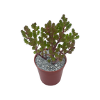 Sedum moranense