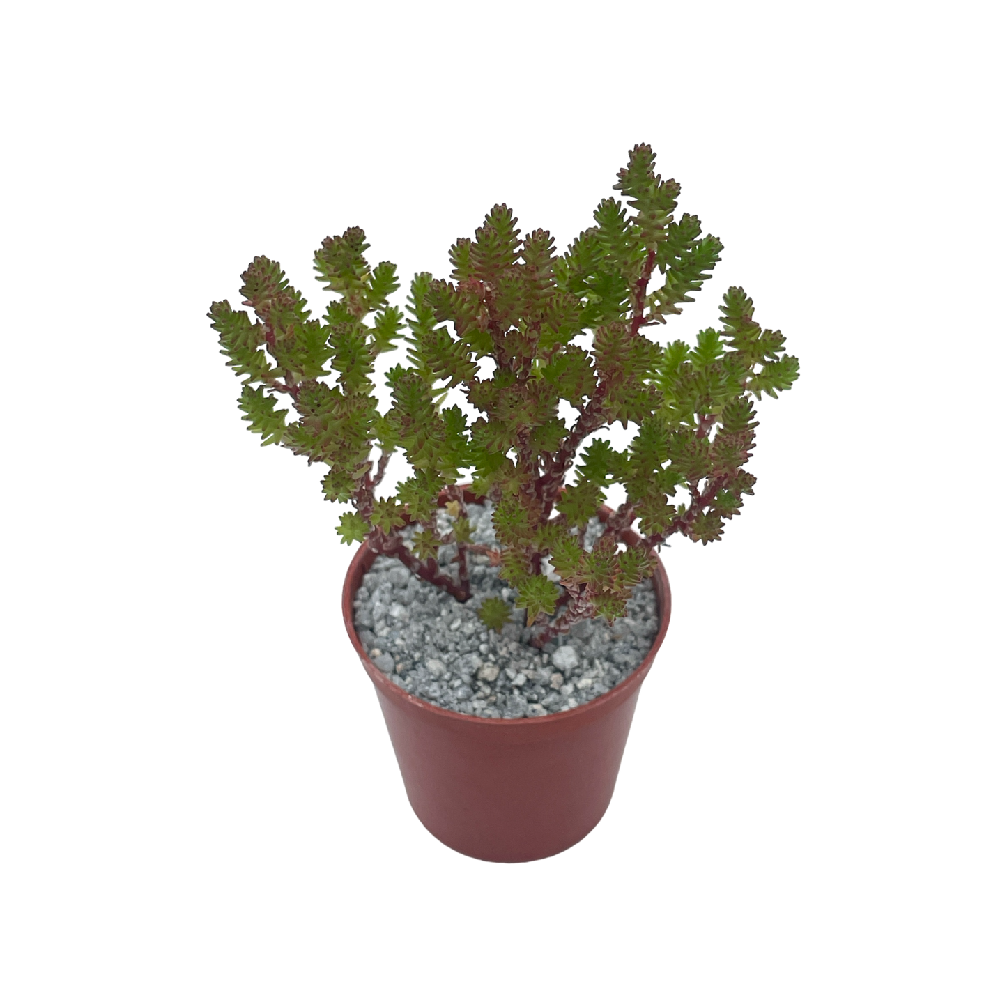 Sedum moranense