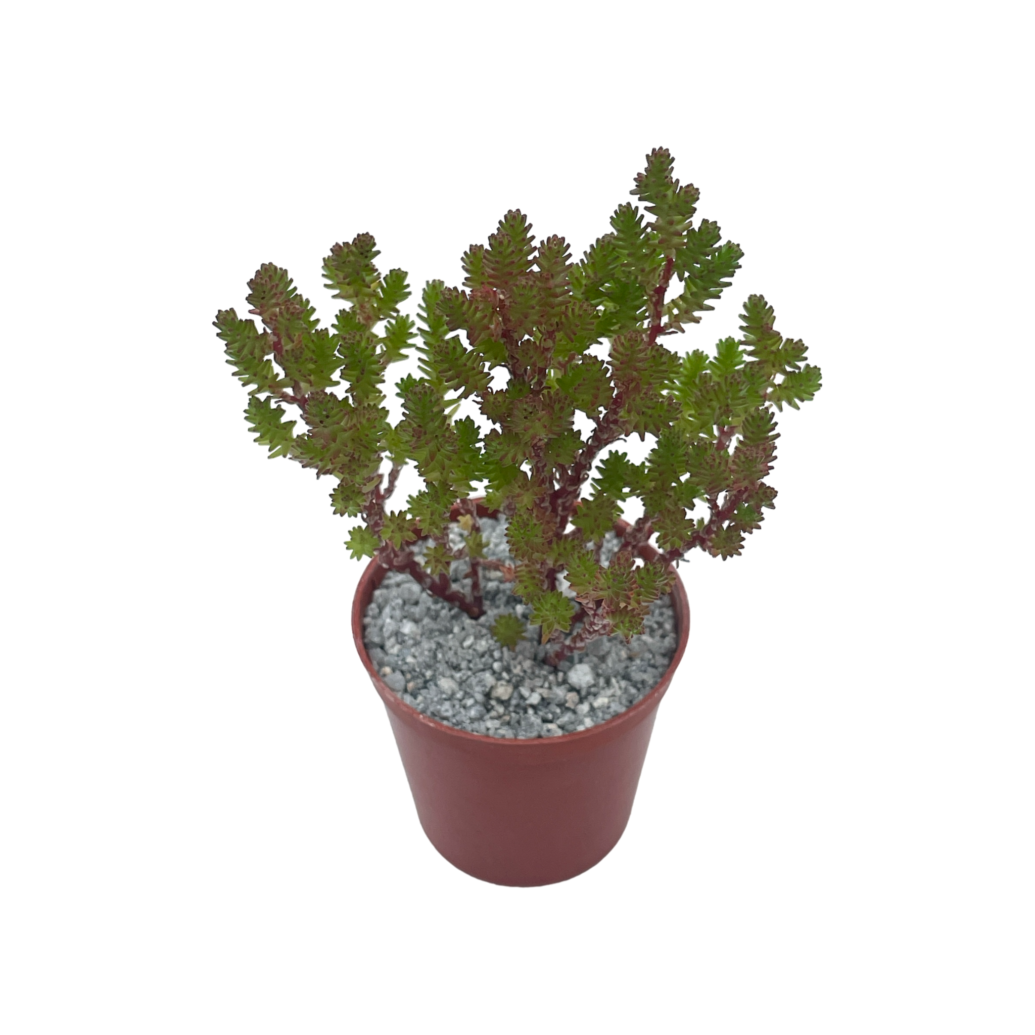 Sedum moranense