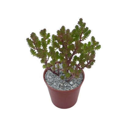 Sedum moranense