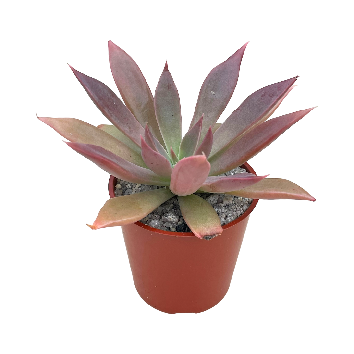 Echeveria 'Serrana'