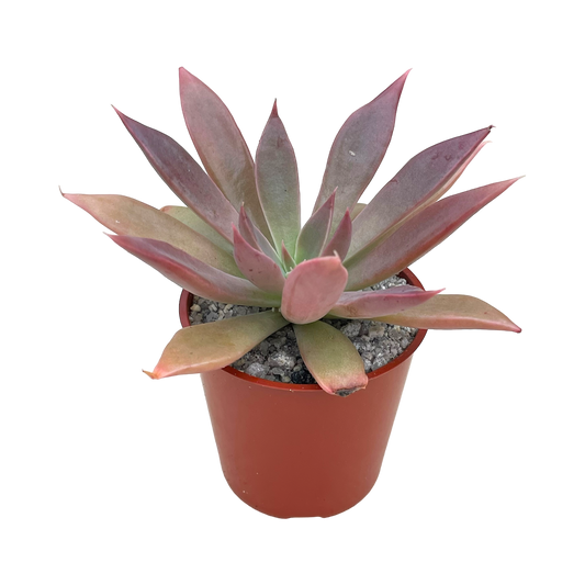 Echeveria 'Serrana'