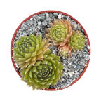 Sempervivum 'Passionata'